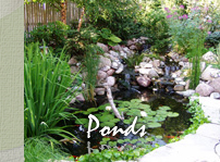 Click to launch Ponds Slideshow